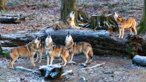 Springe-20091217-151002-IMG_2009-12-17-15-10-02_34135 Springe-20091217-151002-IMG_2009-12-17-15-10-02_34135