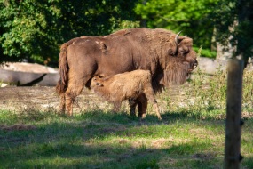 Springe-20120801-181256-IMG_2012-08-01-18-12-56_55216 Springe-20120801-181256-IMG_2012-08-01-18-12-56_55216