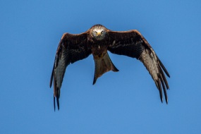 Springe-20141003-153256-IMG_2014-10-03-15-32-56_65998 Springe-20141003-153256-IMG_2014-10-03-15-32-56_65998