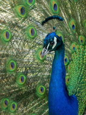 Springe-20200506-125042-_5060050 Springe-20200506-125042-_5060050