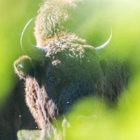 Springe-20250818-160944-DSCF0781 Springe-20250818-160944-DSCF0781