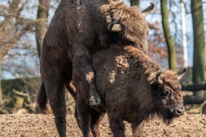 Springe-20080308-135547-IMG_2008-03-08-13-55-47_25073