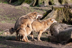 Springe-20080308-145031-IMG_2008-03-08-14-50-31_25173