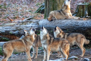 Springe-20091217-150930-IMG_2009-12-17-15-09-30_34125