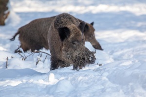 Springe-20100104-133328-IMG_2010-01-04-13-33-28_34397