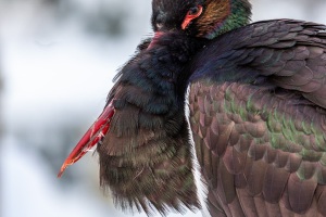 Springe-20100104-142913-IMG_2010-01-04-14-29-13_34485