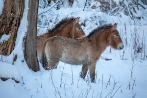 Springe-20100104-151114-IMG_2010-01-04-15-11-14_34550