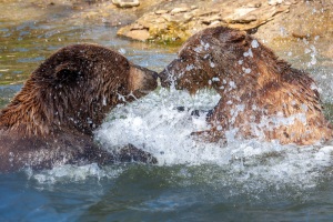 Springe-20100417-130253-IMG_2010-04-17-13-02-53_34779