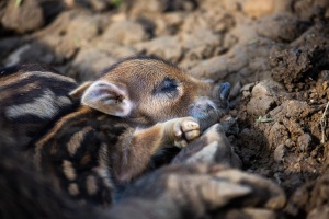 Springe-20160402-171650-ING_2016-04-02-17-16-50_72759