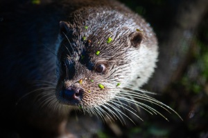 Springe-20161016-150037-ING_2016-10-16-15-00-37_78843