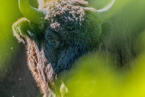 Springe-20250818-160942-DSCF0780-Bearbeitet