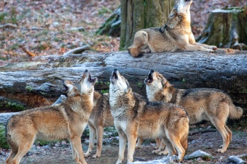 Springe-20091217-150930-IMG_2009-12-17-15-09-30_34125