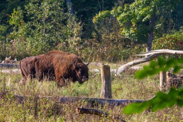 Springe-20101010-135833-IMG_2010-10-10-13-58-33_38336