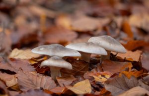 Focus Stacking