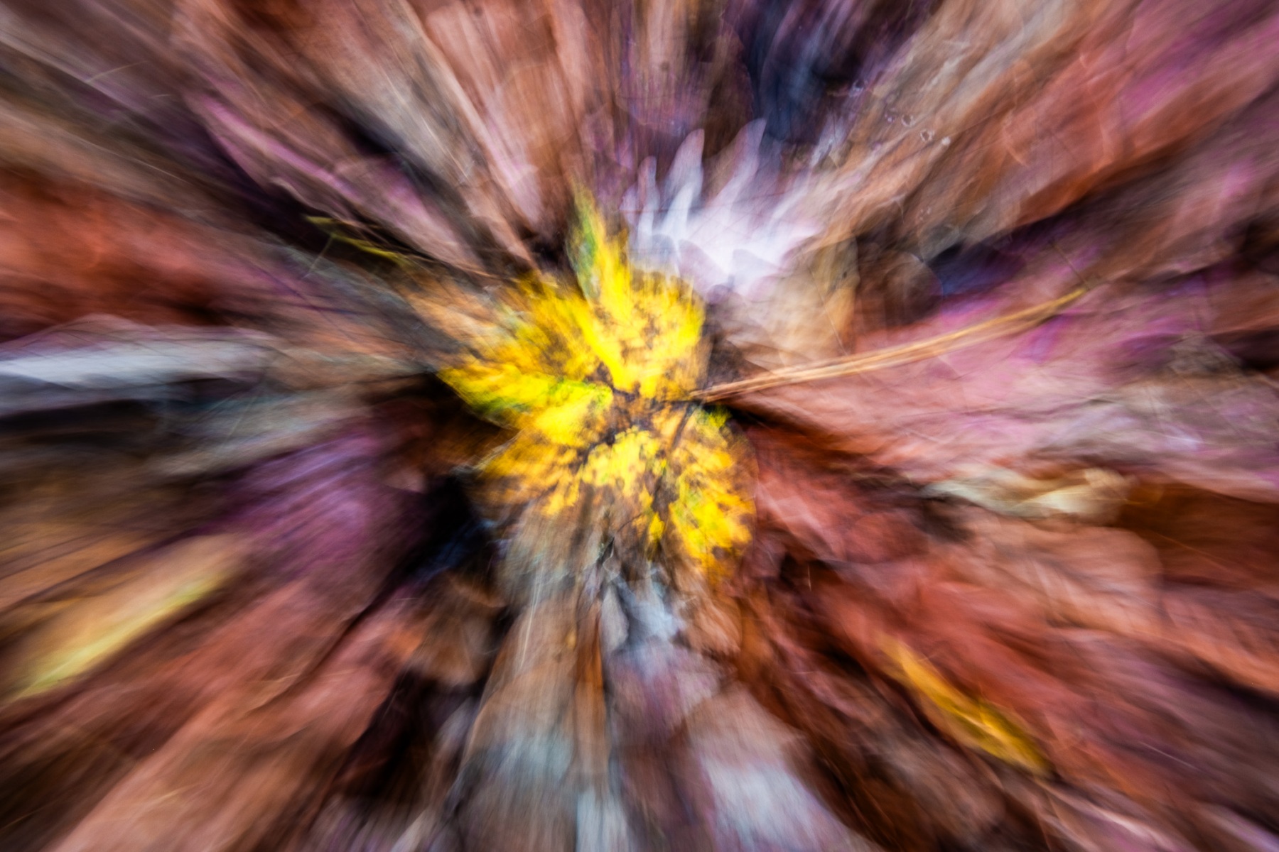 Intentional Camera Movement